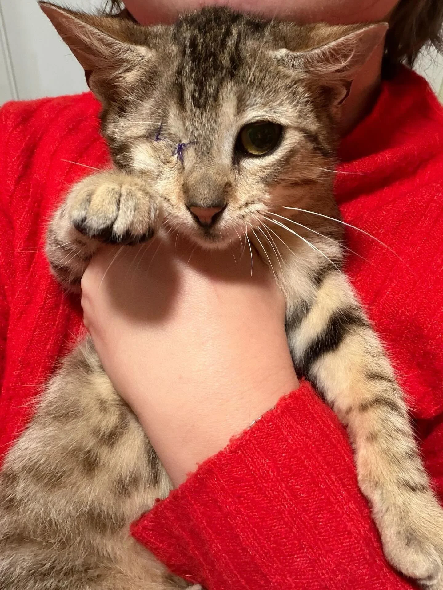 Meet Margarine! 🧈 She&rsquo;s affectionately called Marg, and we pulled her from SEACCA about a month ago. Without a rescue pull, Marg would have been euthanized within a week of arriving at the shelter. Thanks to an INCREDIBLE foster, we were able 