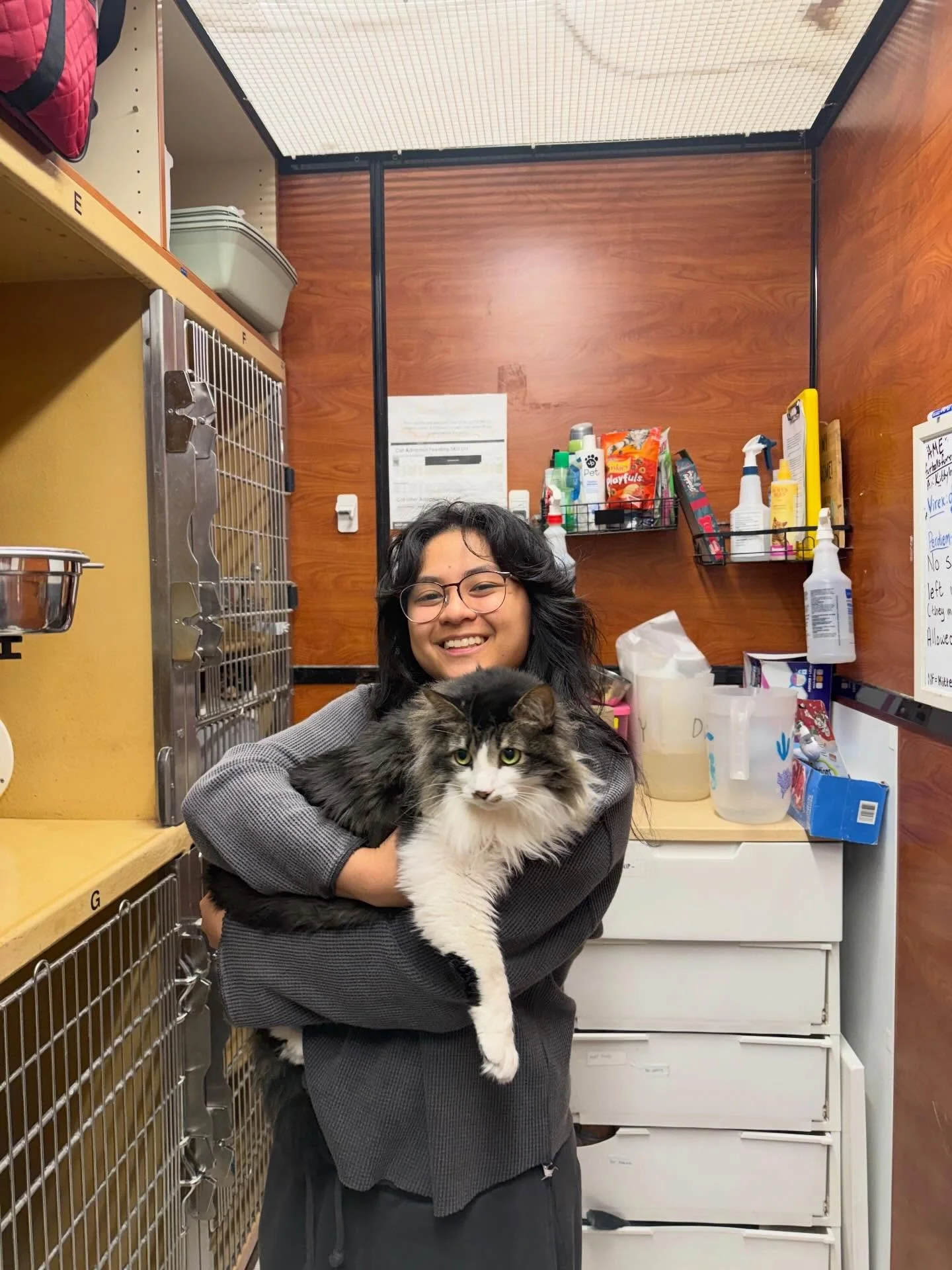 Our sweet lover girl Alice went home 🥹🥹 Alice came to us in rough shape&hellip; way overweight, matted fur, and multiple issues related to her weight. She couldn&rsquo;t groom herself at all! 

Luckily, her very dedicated and amazing foster took a 