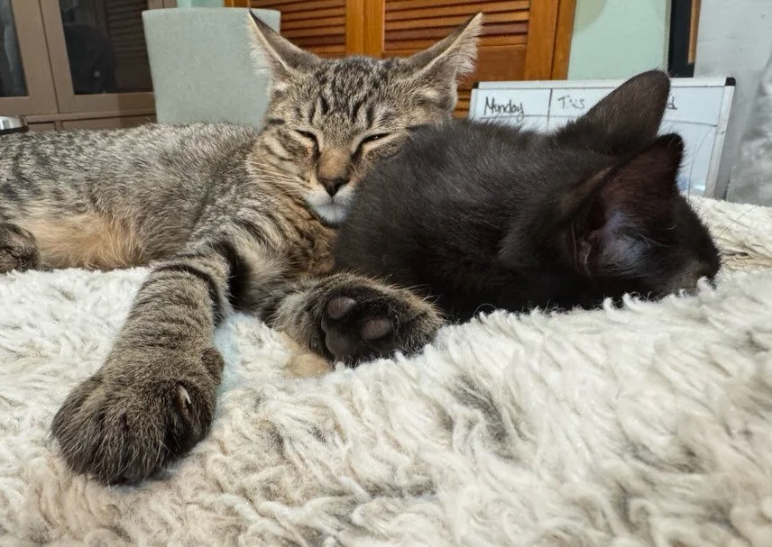 Octane (4-months) is a loving purrbug who appreciates good head scratches as much as he loves chasing cat toys. He has a uniquely kinked tail that curls under him when he&rsquo;s serious about running somewhere. When he&rsquo;s done being serious (an