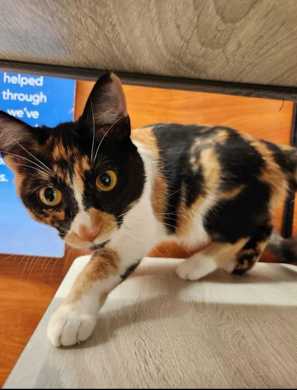 She&rsquo;s sugar and spice. At 7 month she&rsquo;s a little shy but coming around more and more each day. Loves churru treats!! Very curious. Purrs like a diesel once she gets going. Would do best with another cat. Sugar loves to snuggle with her si