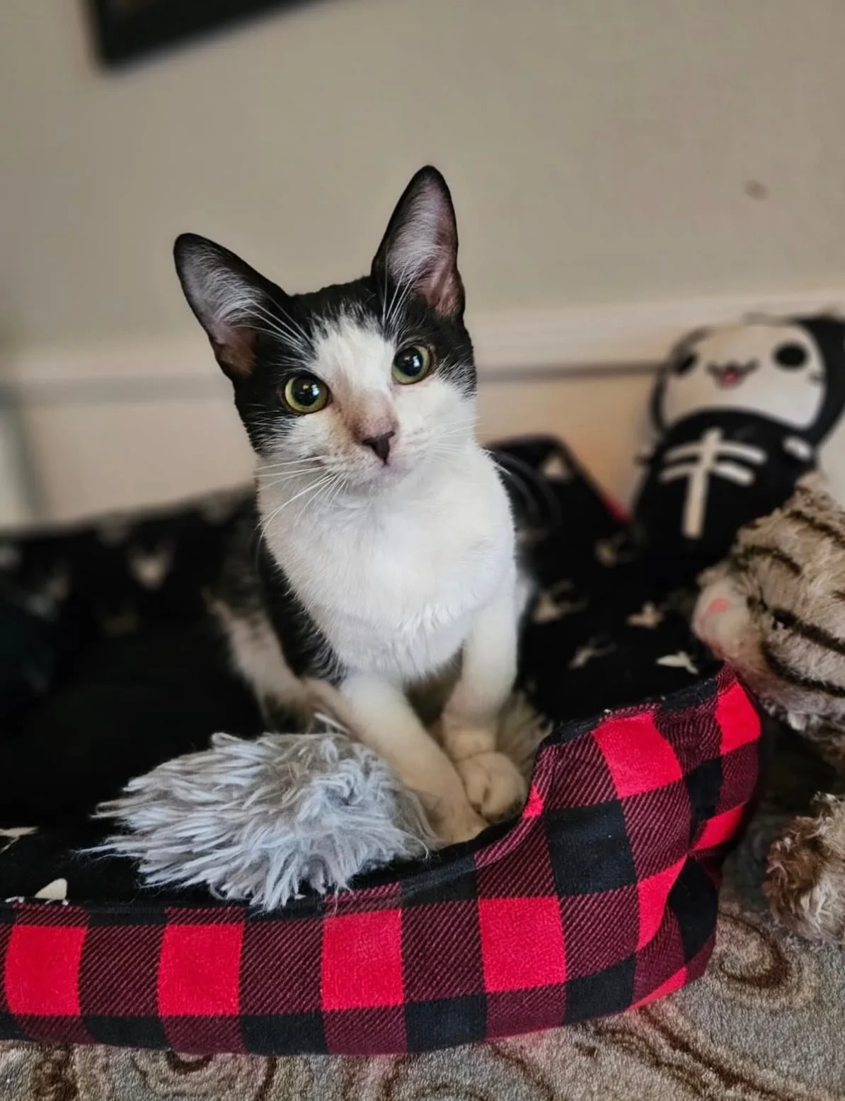 Cora can be a bit shy, but she is very sweet and calm. She loves to lounge and relax in her bed! She will happily accept some pets and scratches.

She&rsquo;s the perfect balance of her sister Ash! They would love to be adopted together and can often