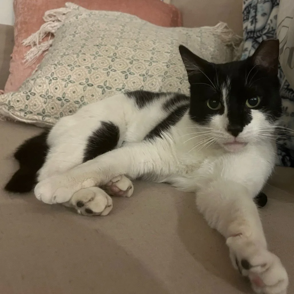 Misty is a beautiful tuxedo girl with a quiet, sweet soul. She&rsquo;s a true homebody and can be a little shy at first, but with patience she settles into cozy routines she loves. Misty would be perfectly happy as a solo cat or with a calm, gentle f