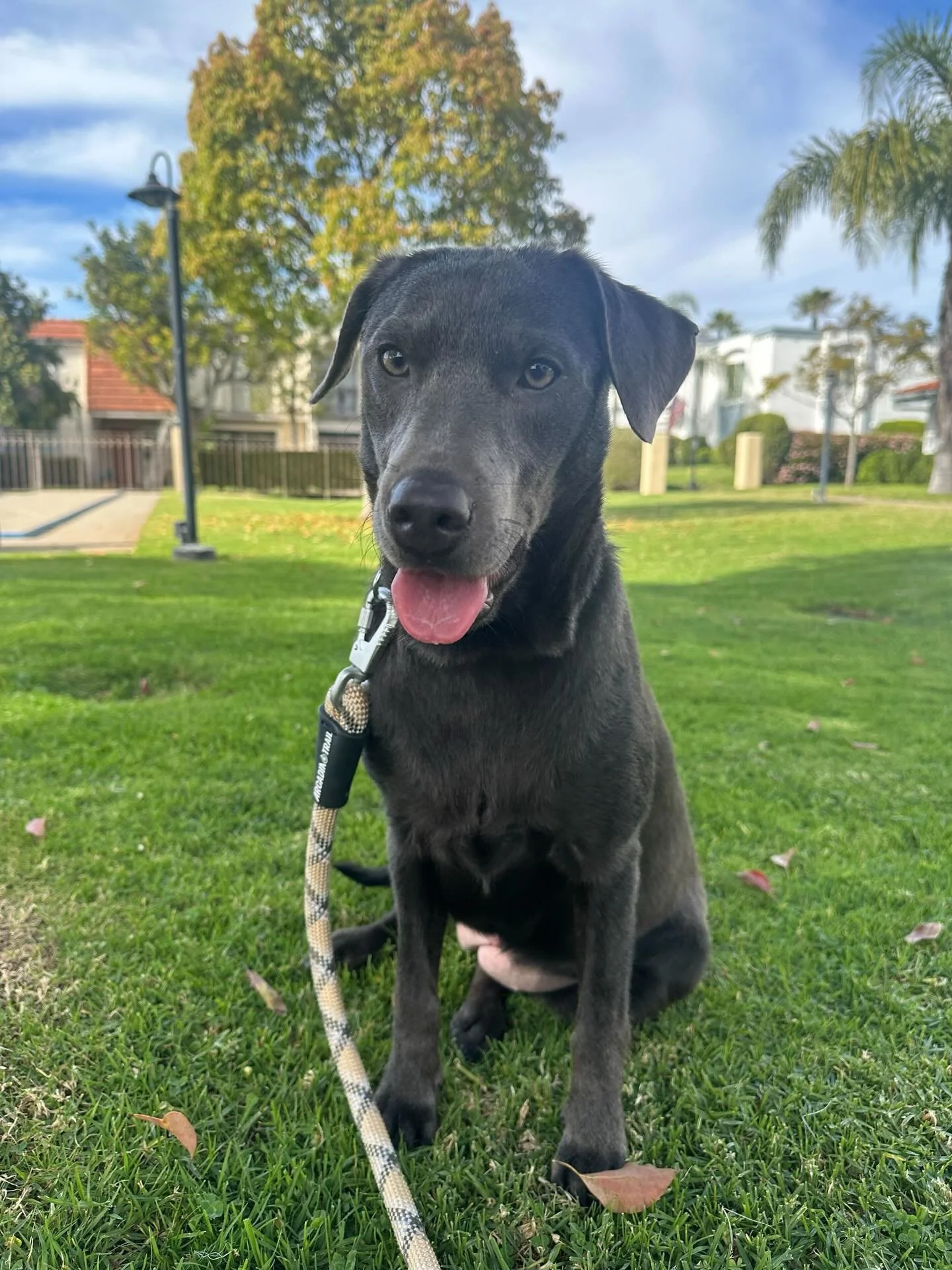 Olive is a sweet pup who was surrendered to us by her owners. She was bought from a breeder and then deemed far too shy. After the breeder refused to take Olive back, the owner reached out to us for help. We took Olive in and have been working on her