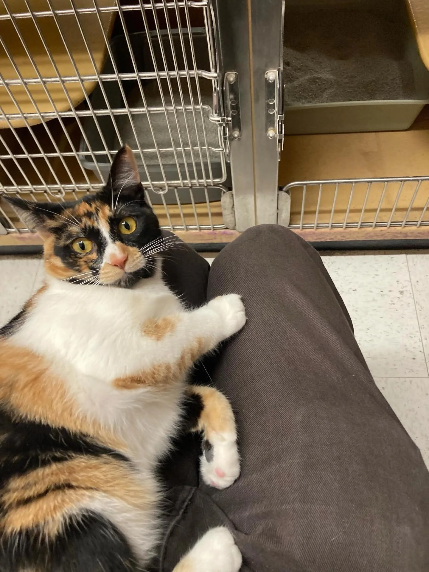 Sugar is an 8 month old sweet heart who&rsquo;s looking for someone to rescue her! 🧡🐱 Apply to meet Sugar at the link in our bio!