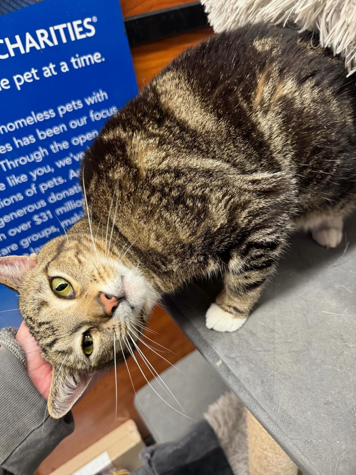 Kendall is a beautiful tabby who arrived with her sister, Kim &mdash; and this little diva has plenty of personality! ❤️ She&rsquo;s sassy, super sweet, and absolutely adores pets and attention once she feels comfortable.

Kendall may need a little p