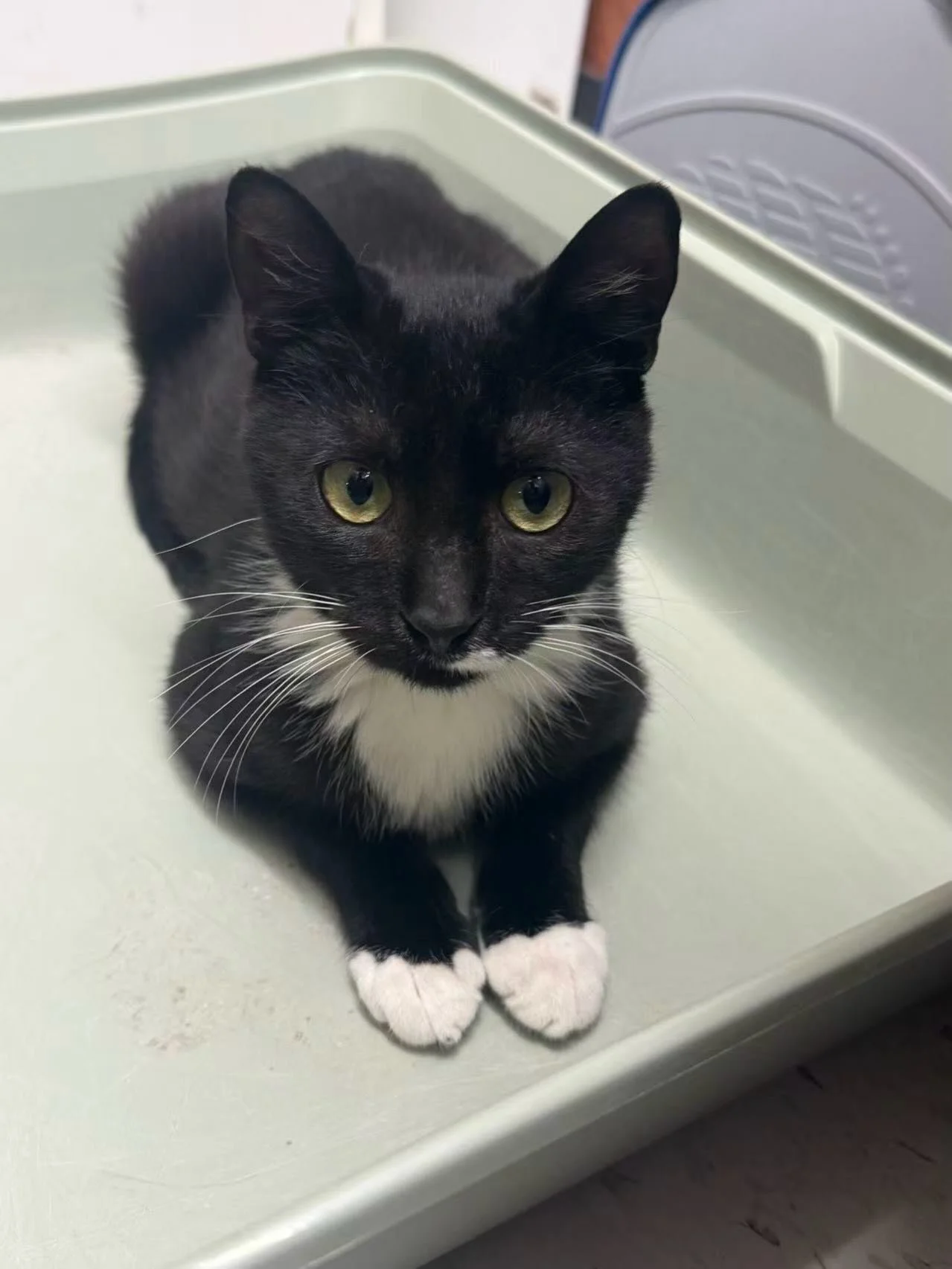 Looking for a tiny tuxedo with big charm? Luke is your guy! ❤️

This half-mustached heartthrob has an impressive r&eacute;sum&eacute;: expert biscuit maker, champion purr machine, professional nap enthusiast, and part-time soccer star (he takes his b