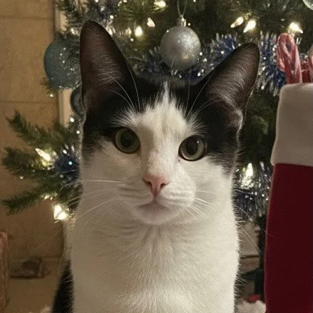 Spike is a dashing tuxedo boy as sweet as they come. He adores attention, especially when it comes to cuddle time and is happiest when he&rsquo;s snuggled up with his favorite human. Very food-motivated, energetic, and full of love, he truly believes