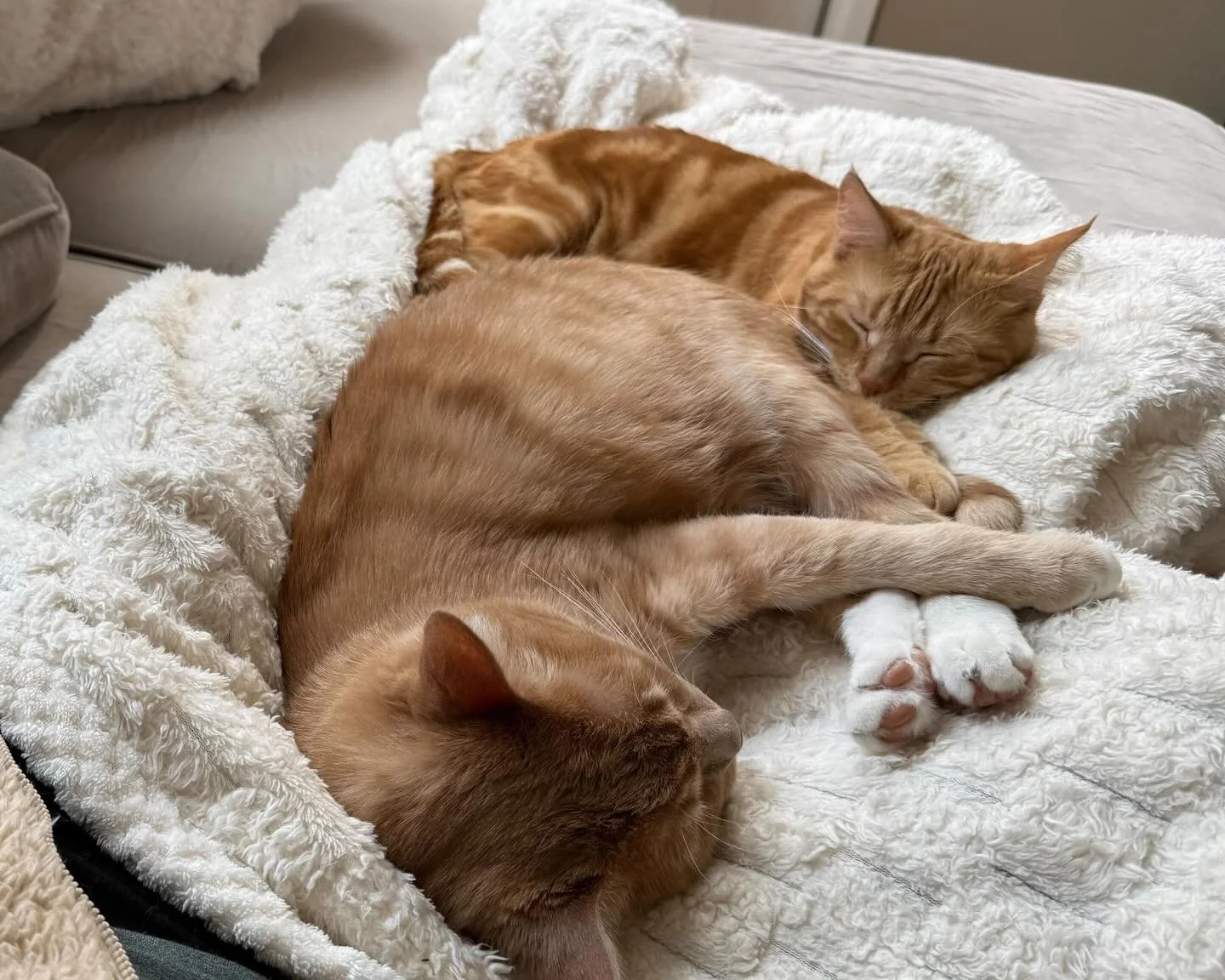 Well, this is one foster fail we are so thrilled about! Who remembers Ginger? 

This lovely mama was a stray in Lemoore, CA. She was found with her two day old babies by a Good Samaritan who later contacted us for help! 

Giving birth and caring for 