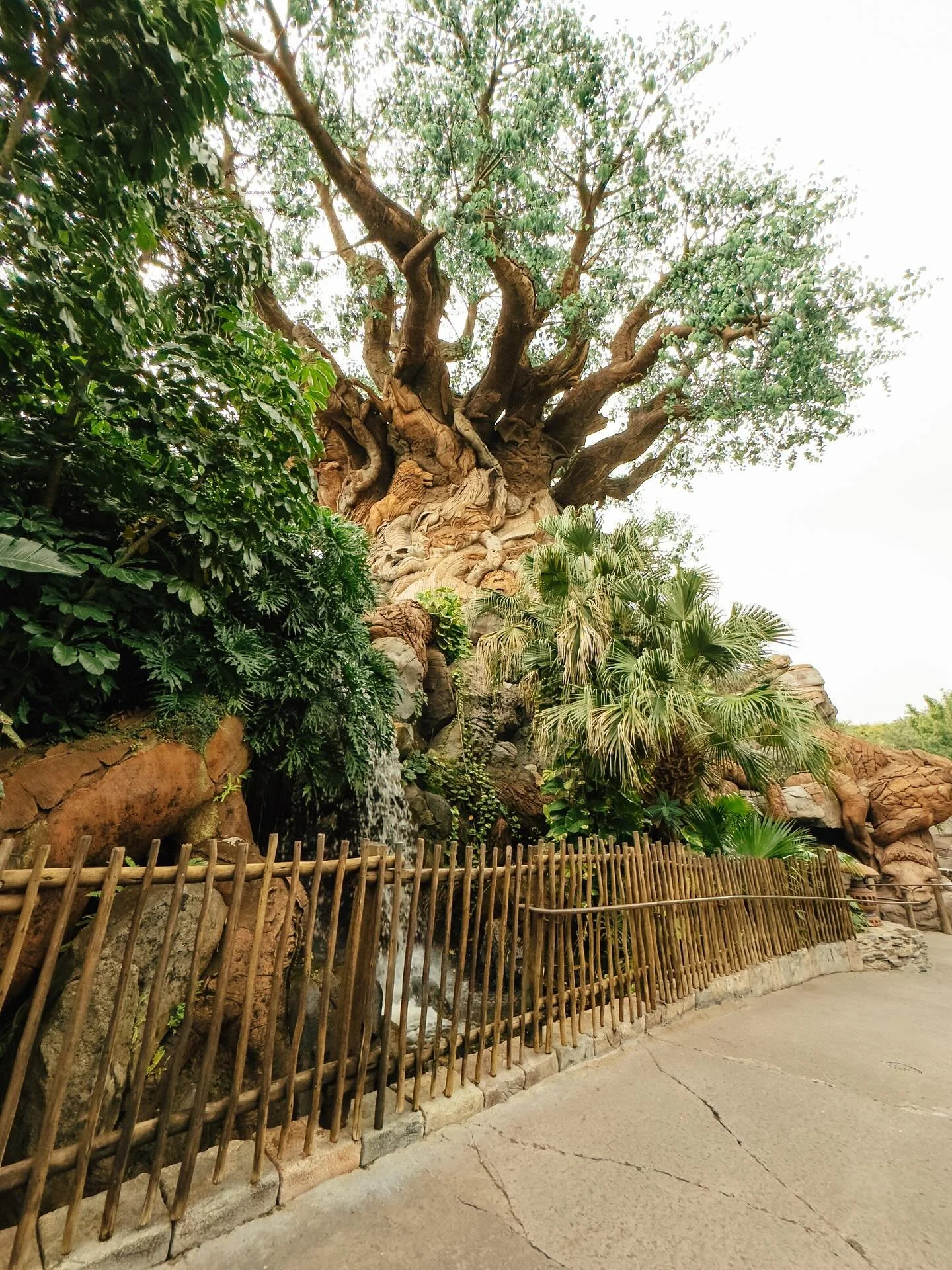 There&rsquo;s lots of Disney Animal Kingdom updates to chat about from the past few weeks. So buckle up buttercup here we go!

&bull;Dinosaur will officially go instinct February 1, 2026
&bull;DinoLand U.S.A. will permanently close on February 2, 202