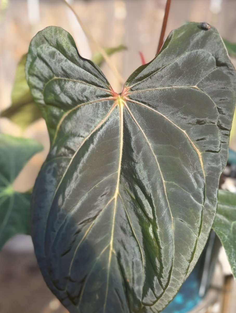 Pap 8 X Soul Reaper GC1