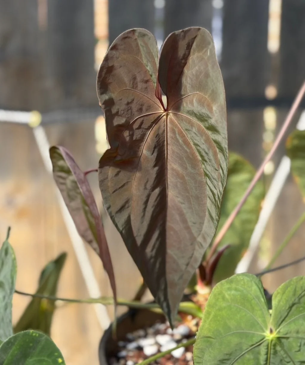 RA5 x Hot Chocolate SKG GC1