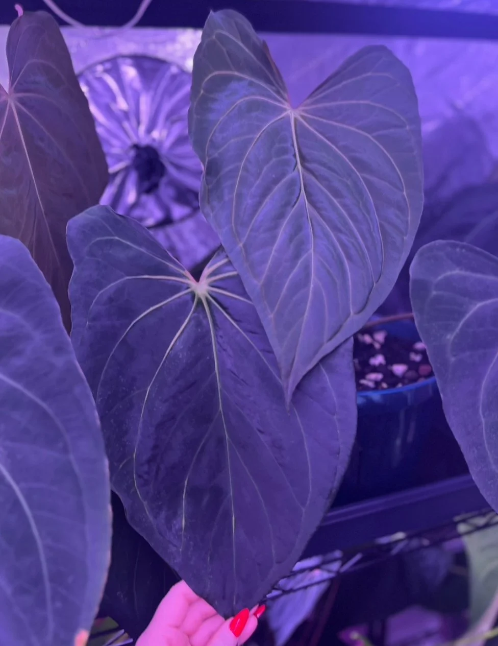 Carla x Soul Reaper GC2