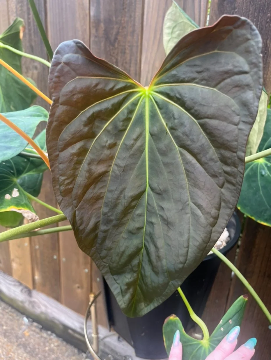 Pap Ree Gardens X Port NSE