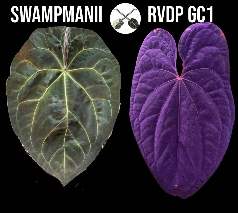 Swampmanii X RVDP GC1