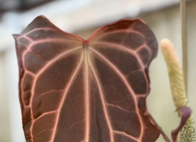 Crystal X (Carla x Bess) SKG GC1