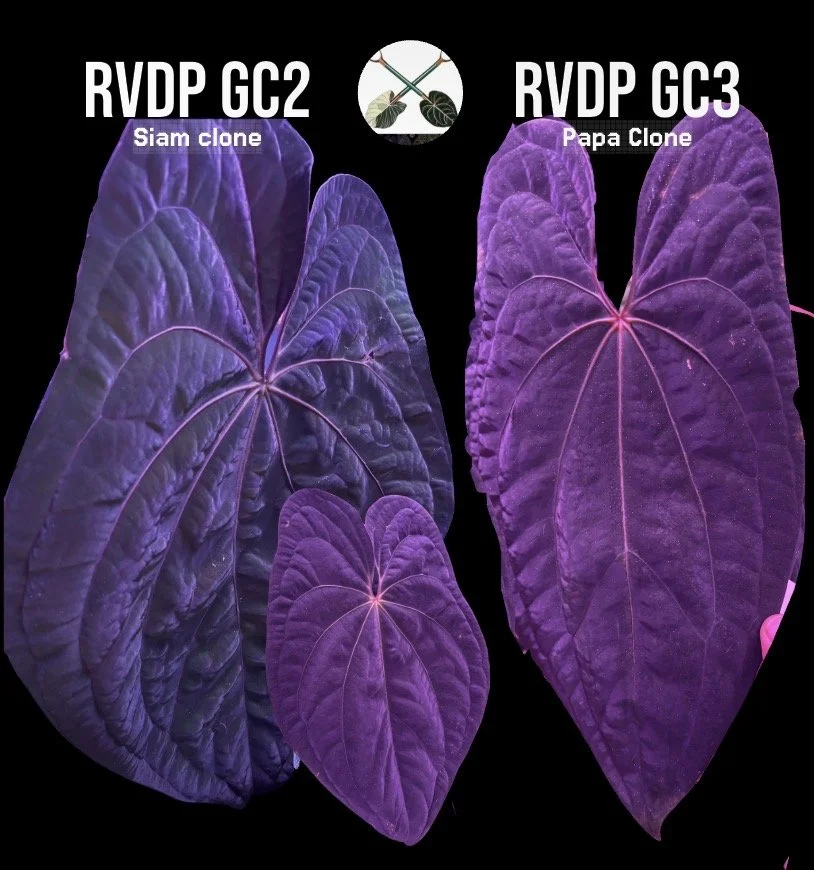 Red Veined Dark Phoenix f1