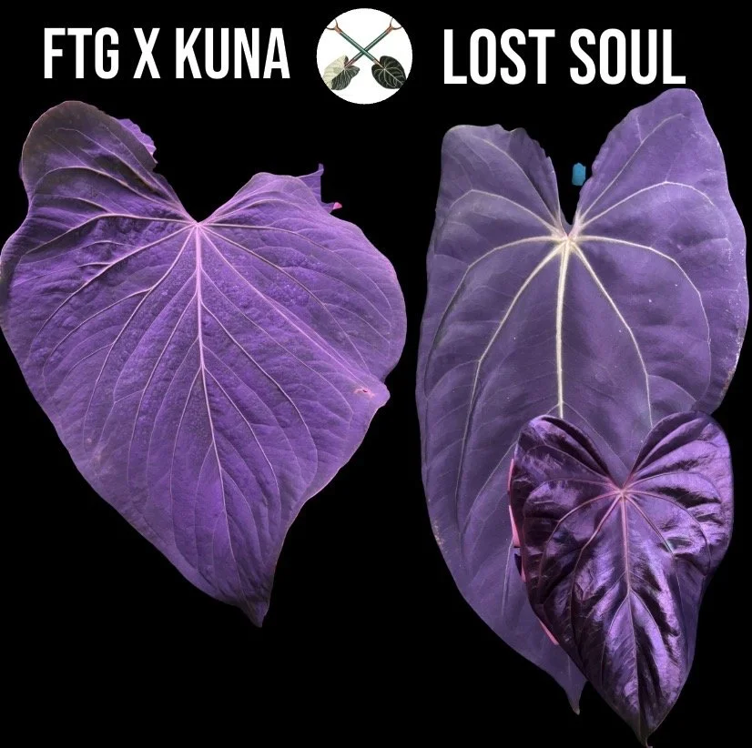 (FTG Crystal x Kuna) X Lost Soul
