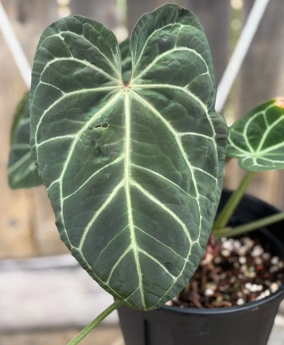 Besseae aff x Red Crystal ‘Dreamweaver’