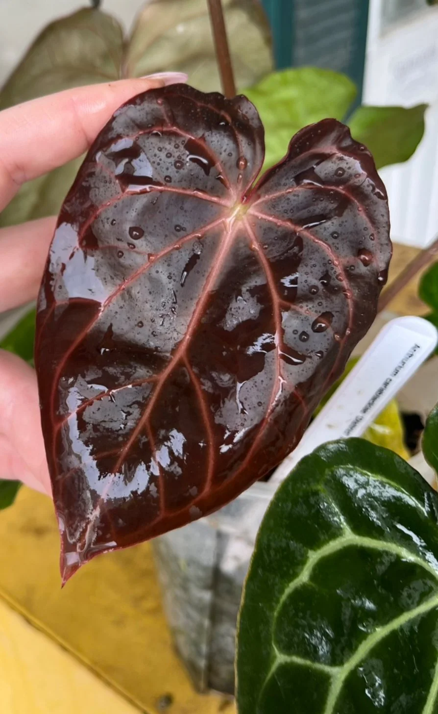 Carla 'District' X BWM