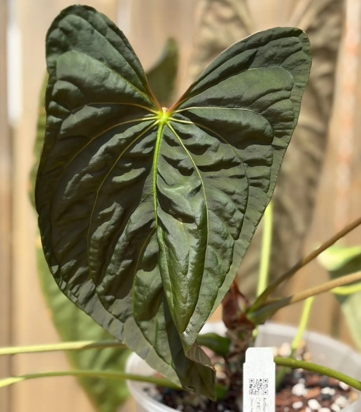 Pap #8 x Soul Reaper GC2