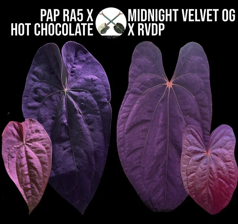 (Pap RA5 x Hot Chocolate) X (Midnight Velvet OG x RVDP)