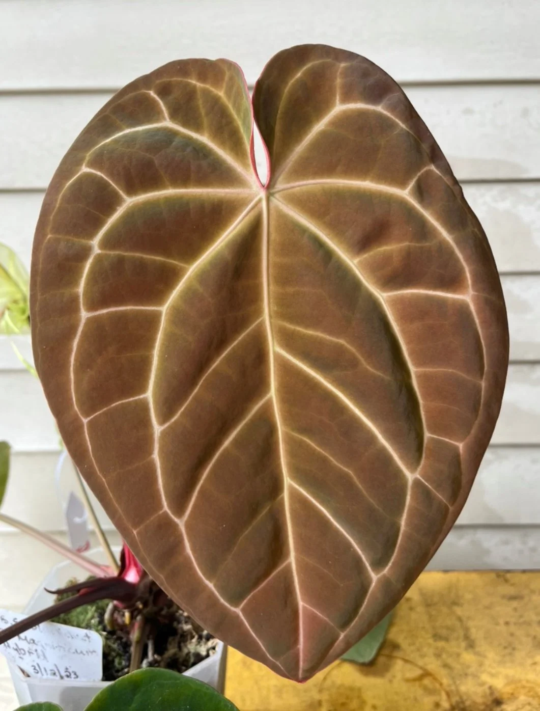 Blue Velvet x Magnificum BS