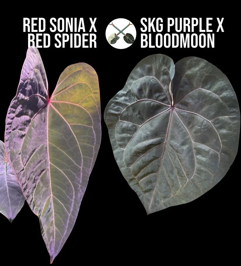 (Red Sonia x Red Spider) X (SKG Purple x Bloodmoon)