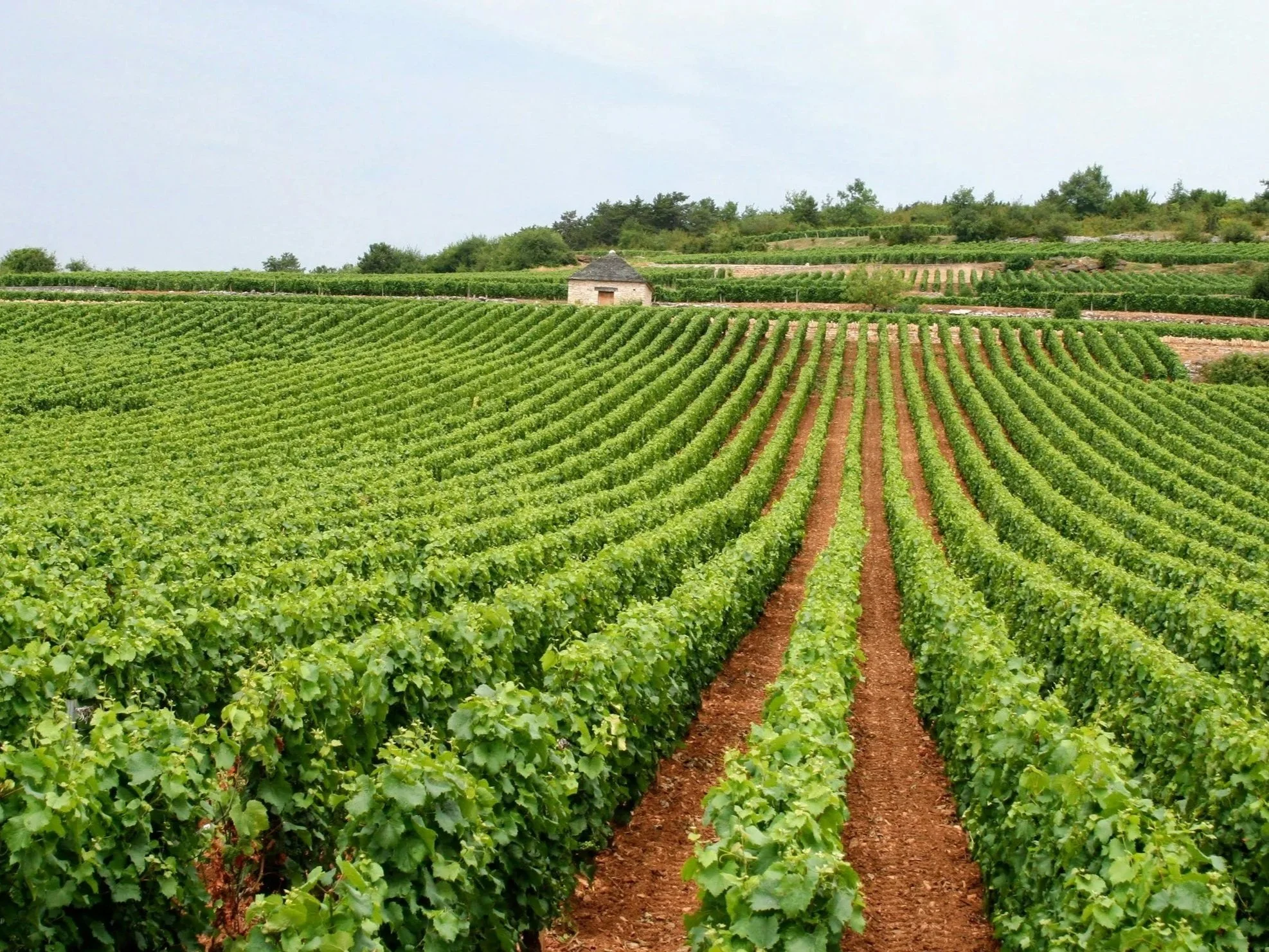 Constantia Valley Vines: The Best South African Sauvignon Blanc