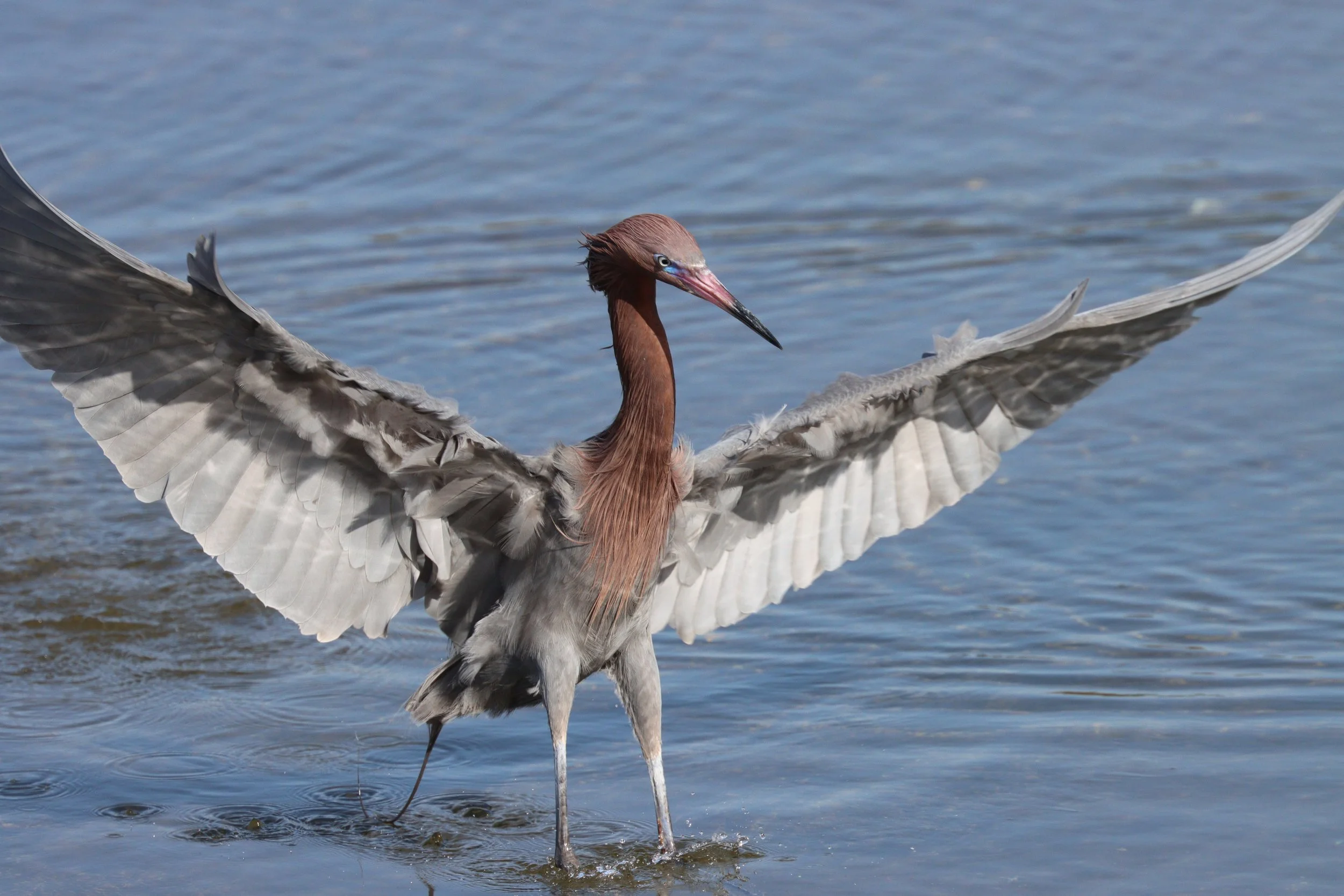 Reddish Heron.JPG