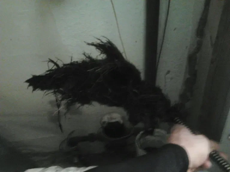 Do tree roots destroy sewer&nbsp;lines?