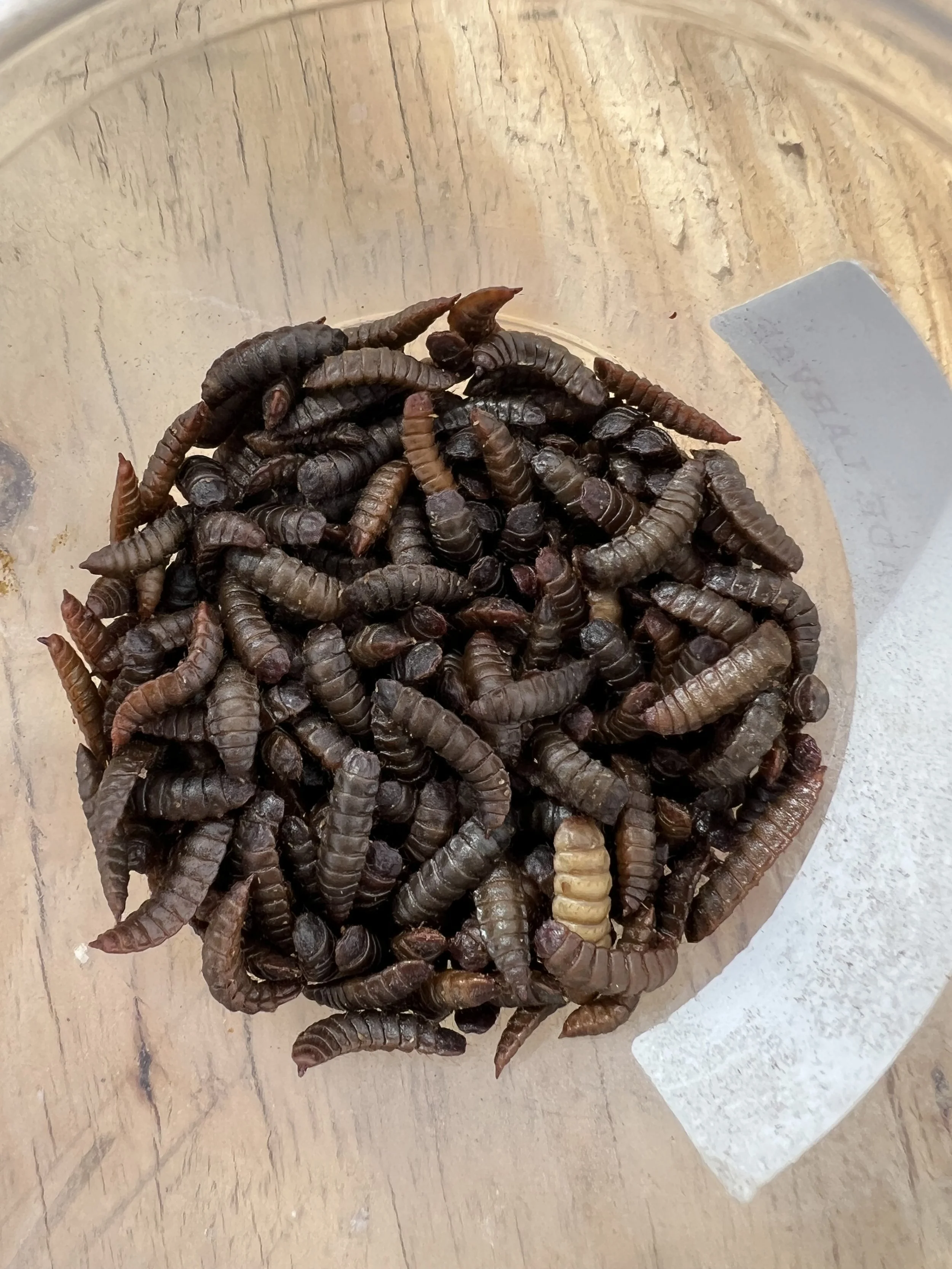 How to Start a Black Soldier Fly Colony from Pupae