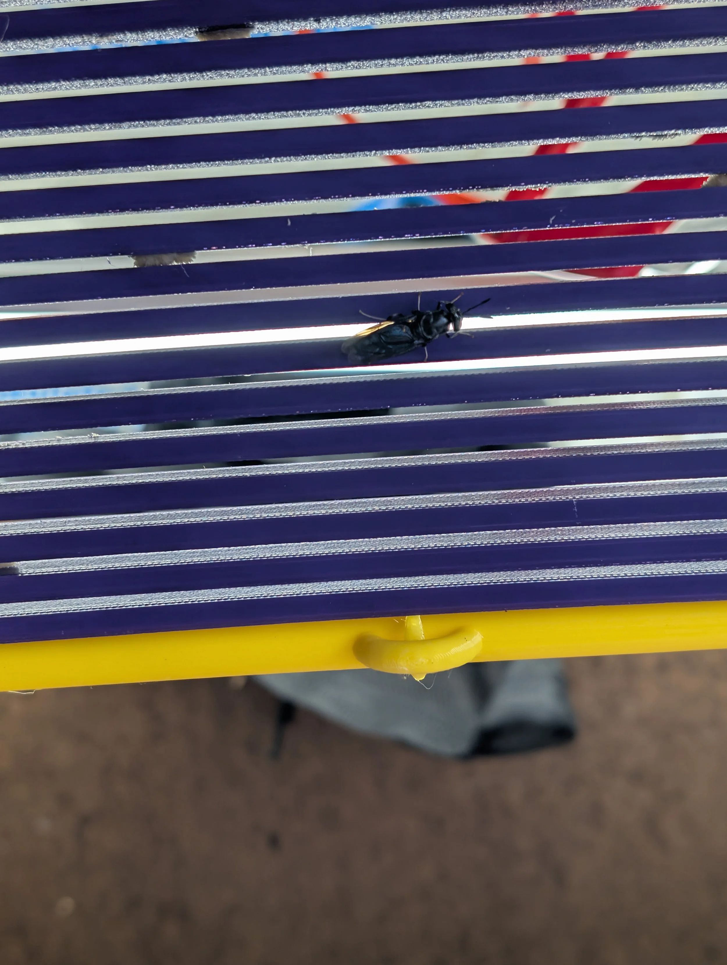 How to Collect Black Soldier Fly Eggs: A Complete Guide