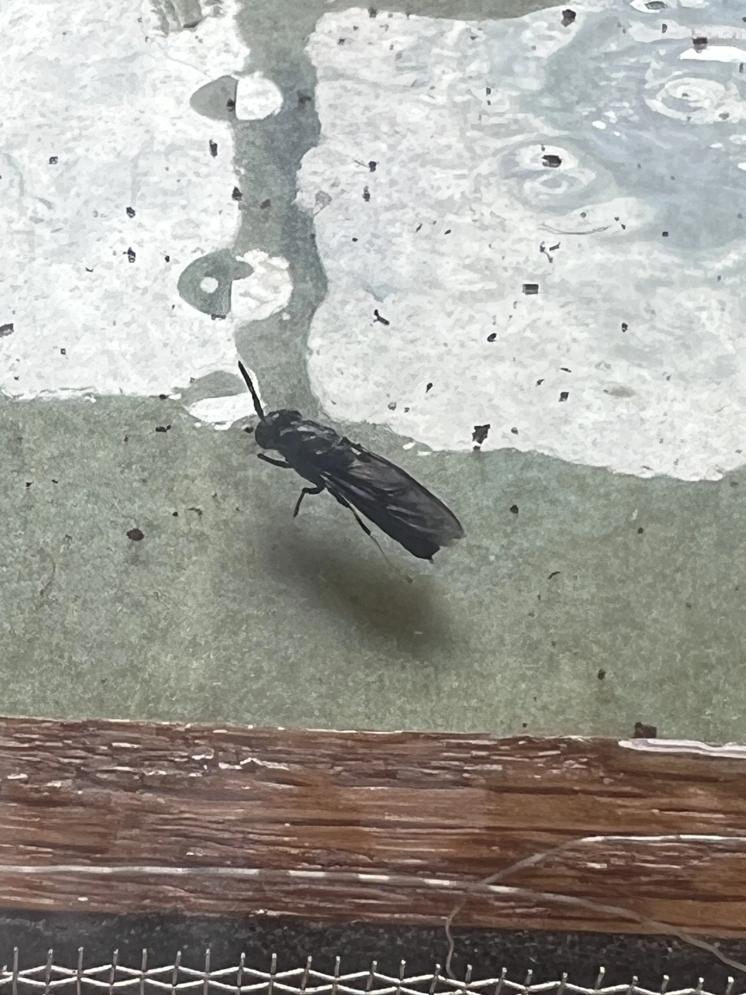 Black Soldier Fly Farming for Beginners: A Complete Starting Guide