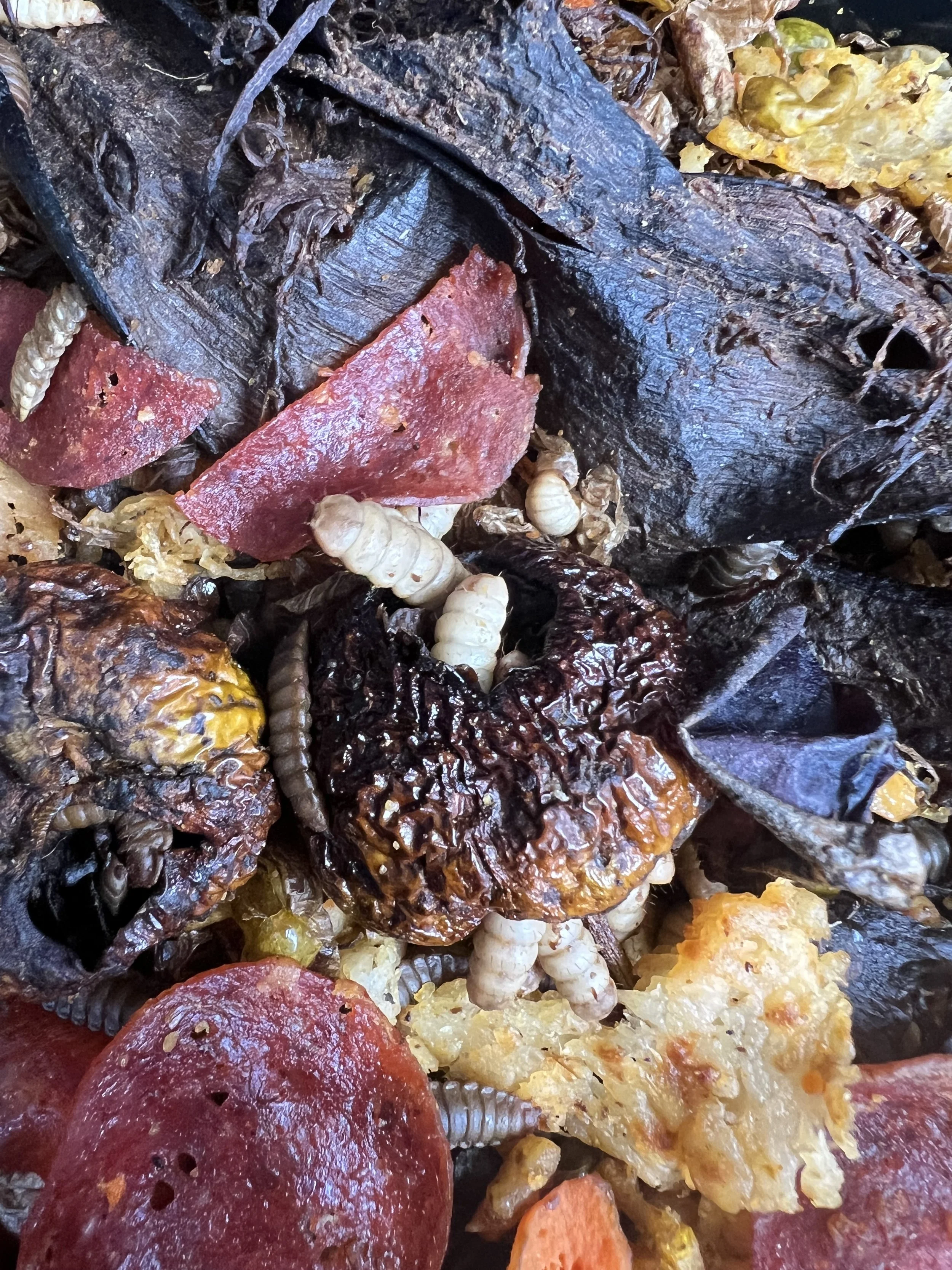 How to Compost with Black Soldier Fly Larvae