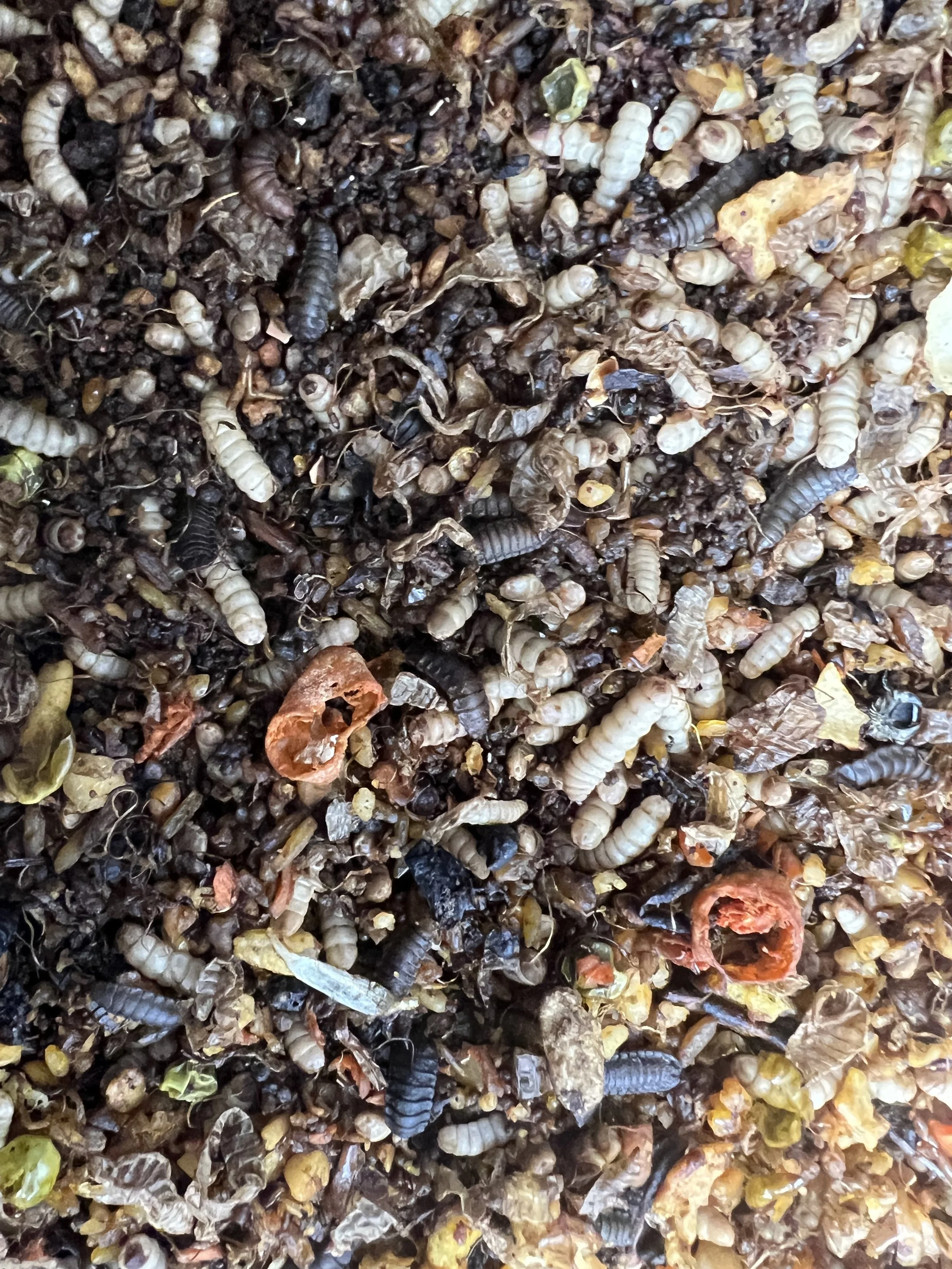 My BSFL bin is too wet! What can I do?
