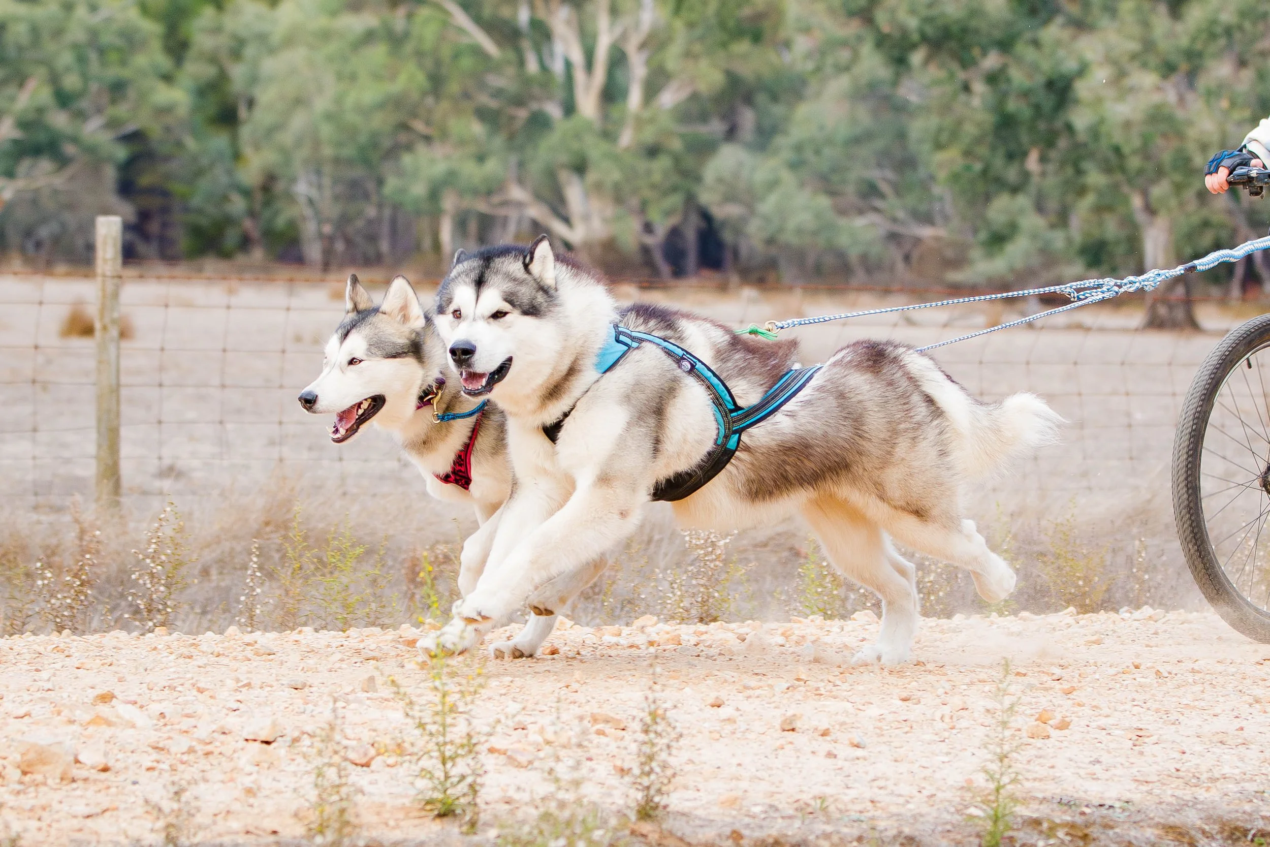 20240425-IMG_1873-Enhanced-NR - Copy.jpg