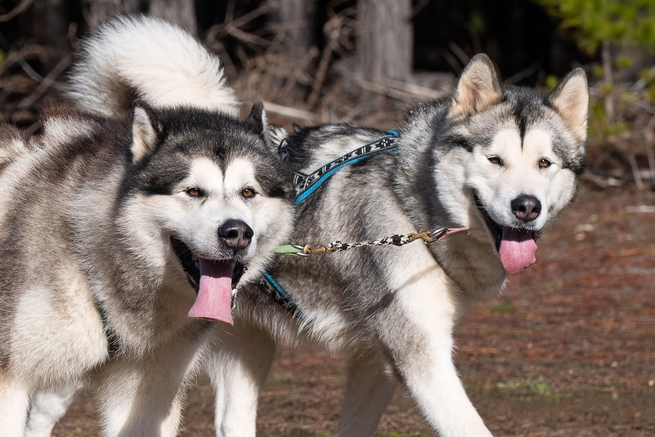 sleddogssat12thJul25-661 (1).jpg