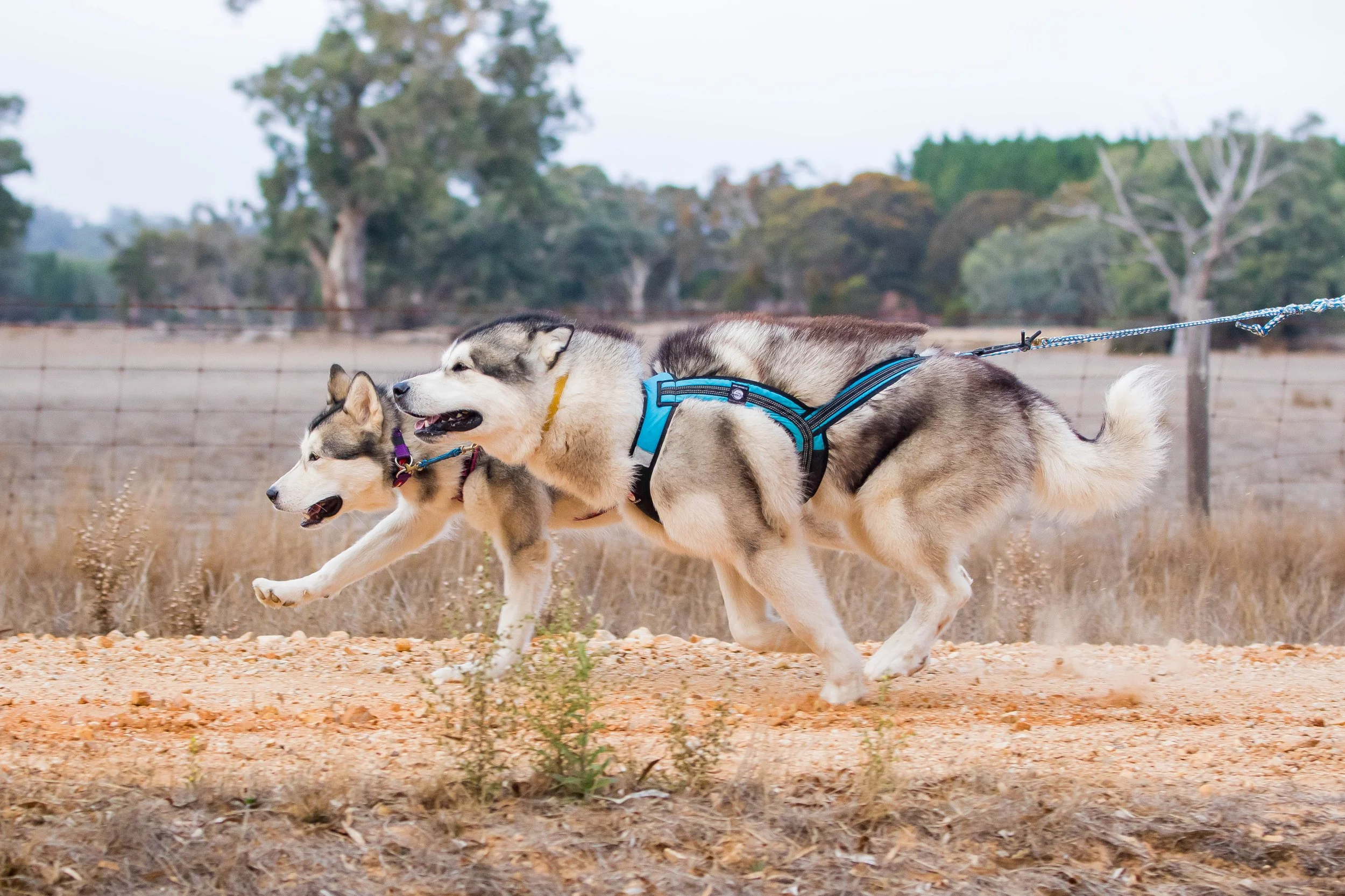 20240425-IMG_1882 - Copy.jpg