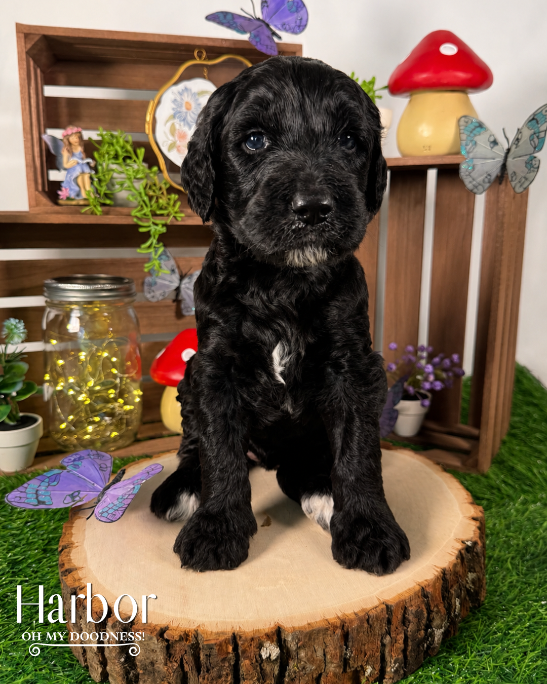 Black Standard Goldendoodle, Black with white Goldendoodle,  Medium Goldendoodle, Michigan Goldendoodle Breeder, Michigan Goldendoodle Puppy For Sale