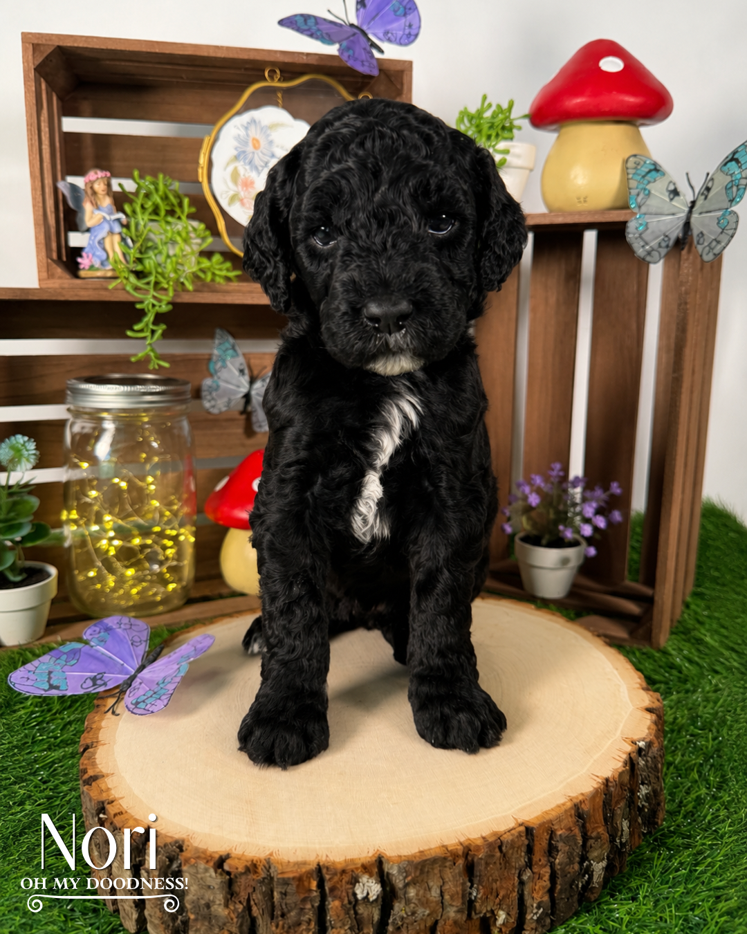 Black Mini Goldendoodle, Black with white Goldendoodle,  Medium Goldendoodle, Michigan Goldendoodle Breeder, Michigan Goldendoodle Puppy For Sale