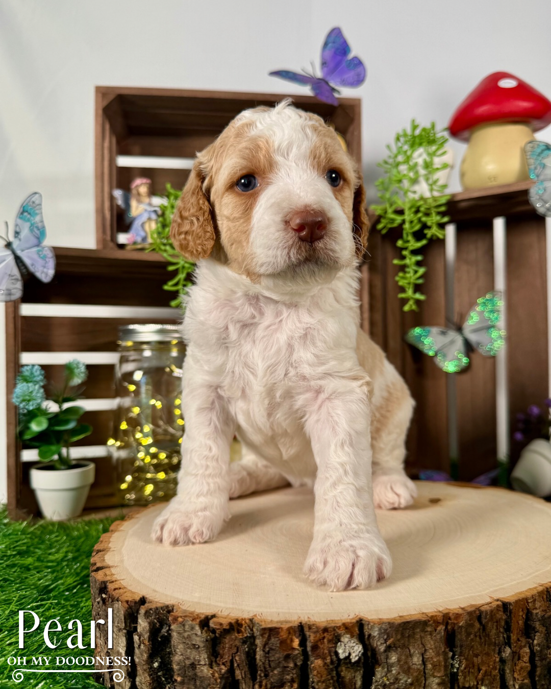 Red Liver Nose Standard Goldendoodle, Red Medium Goldendoodle, Michigan Goldendoodle Breeder, Michigan Goldendoodle Puppy For Sale
