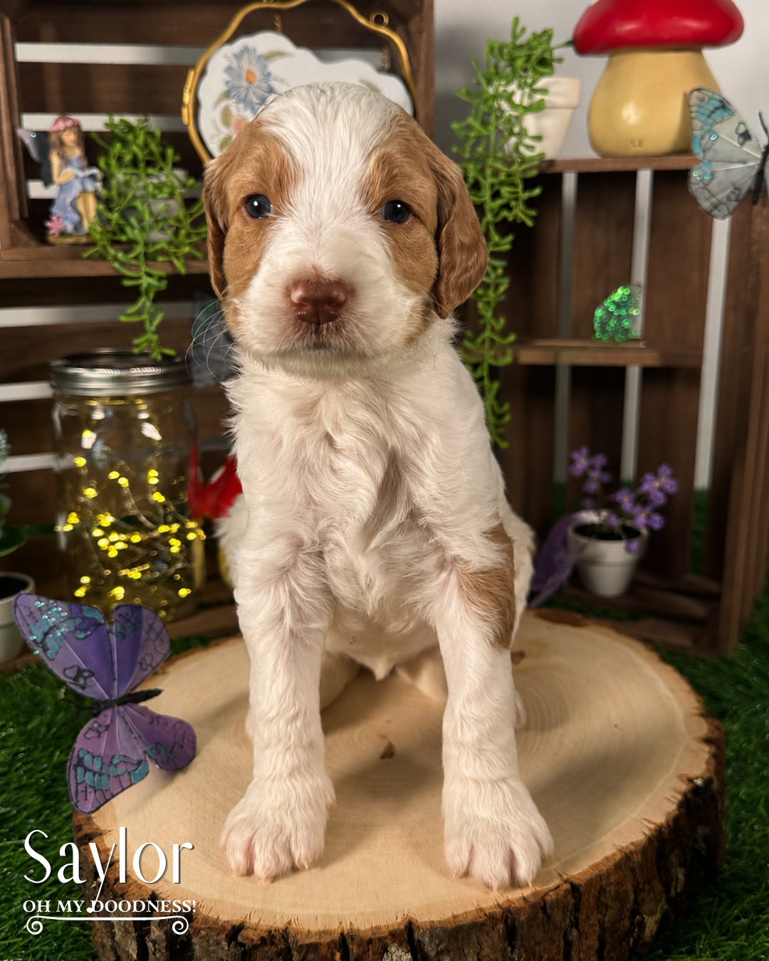 Red Liver Nose Standard Goldendoodle, Red Medium Goldendoodle, Michigan Goldendoodle Breeder, Michigan Goldendoodle Puppy For Sale