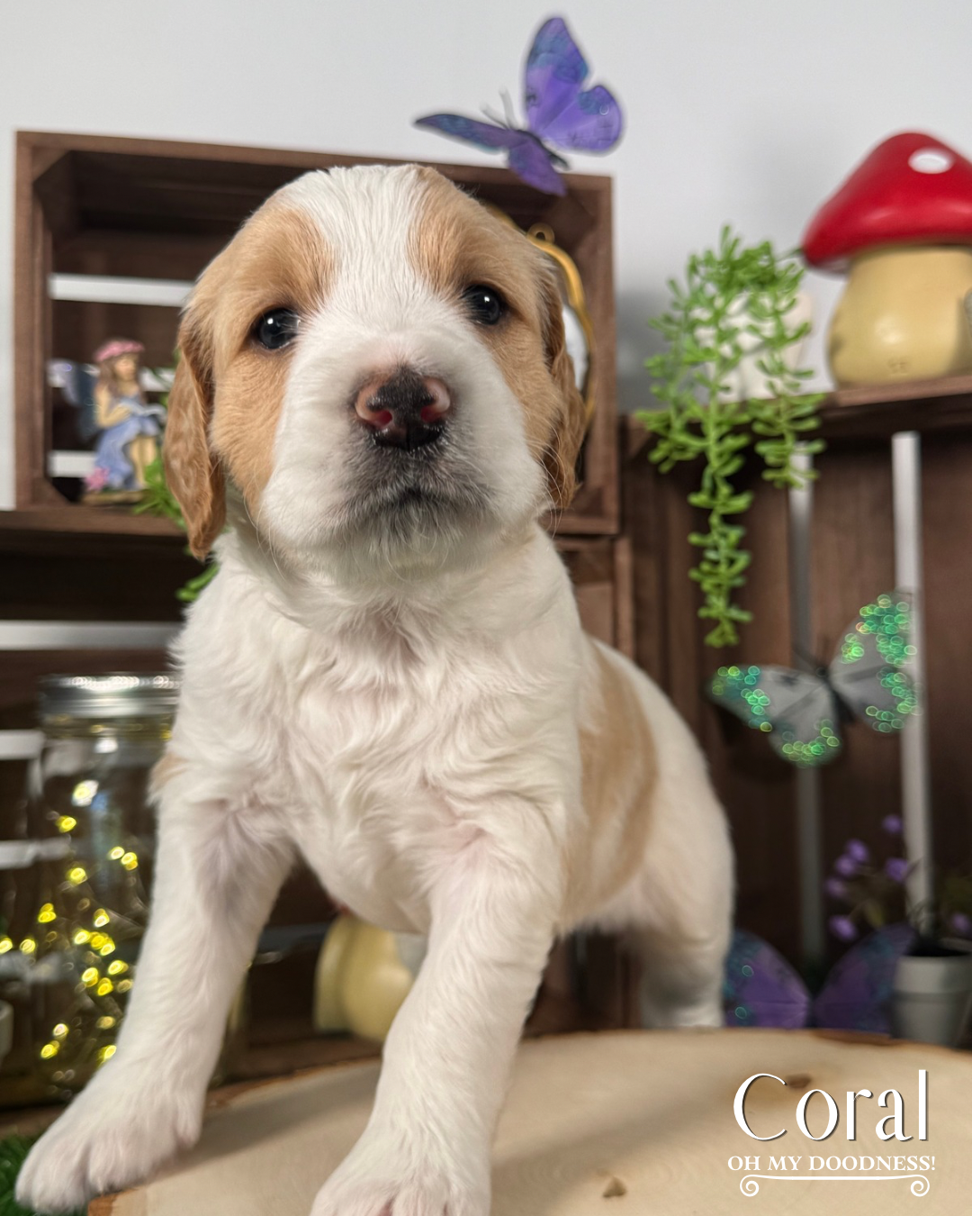 Red Parti Goldendoodle, Red Liver Nose Standard Goldendoodle, Red Medium Goldendoodle, Michigan Goldendoodle Breeder, Michigan Goldendoodle Puppy For Sale