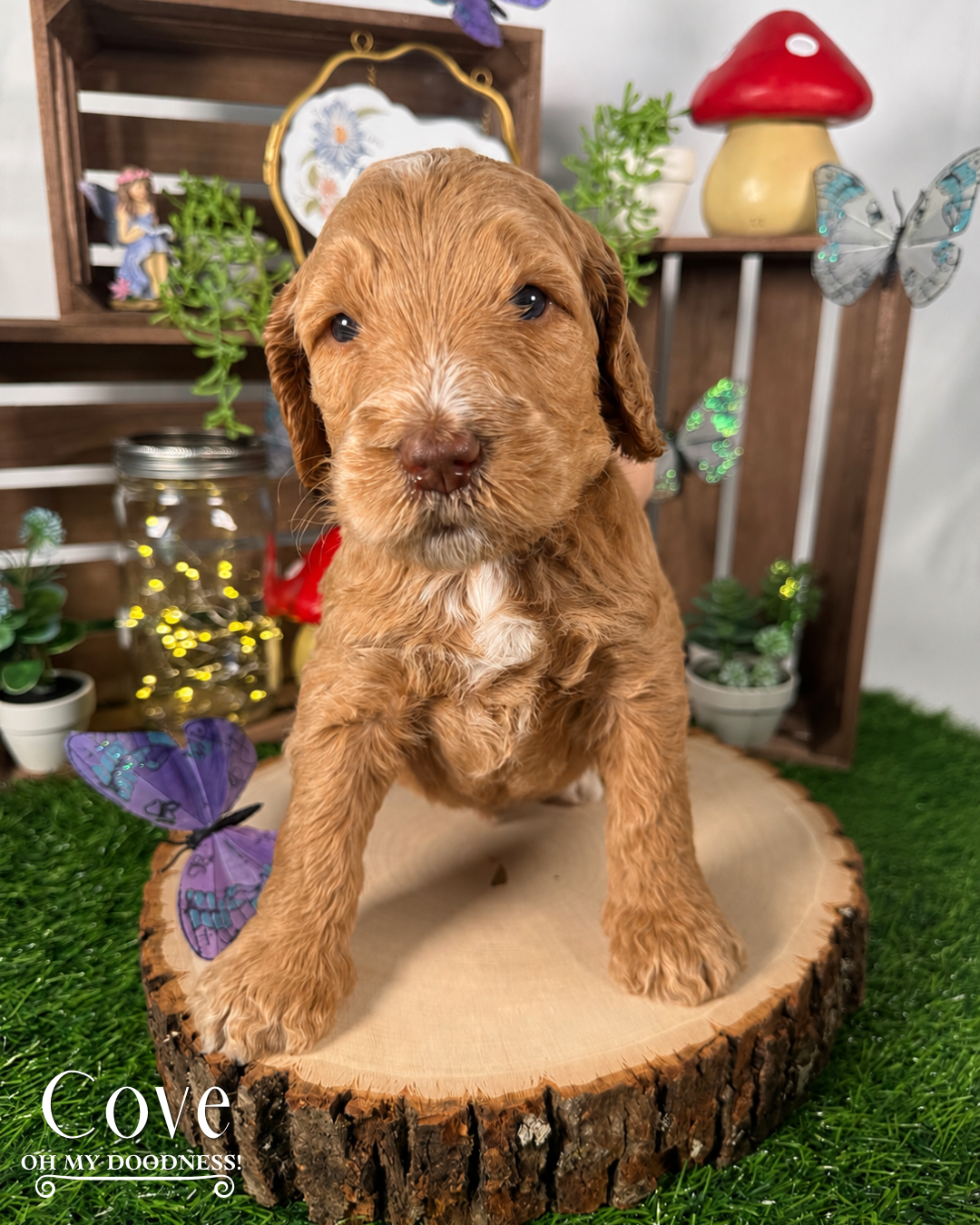 Red Liver Nose Apricot Standard Goldendoodle, Red Medium Goldendoodle, Michigan Goldendoodle Breeder, Michigan Goldendoodle Puppy For Sale