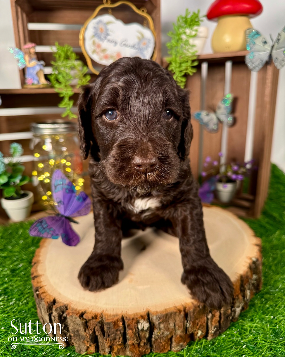 Standard Chocolate Goldendoodle Male Chocolate goldendoodle puppy for sale michigan goldendoodle breeder