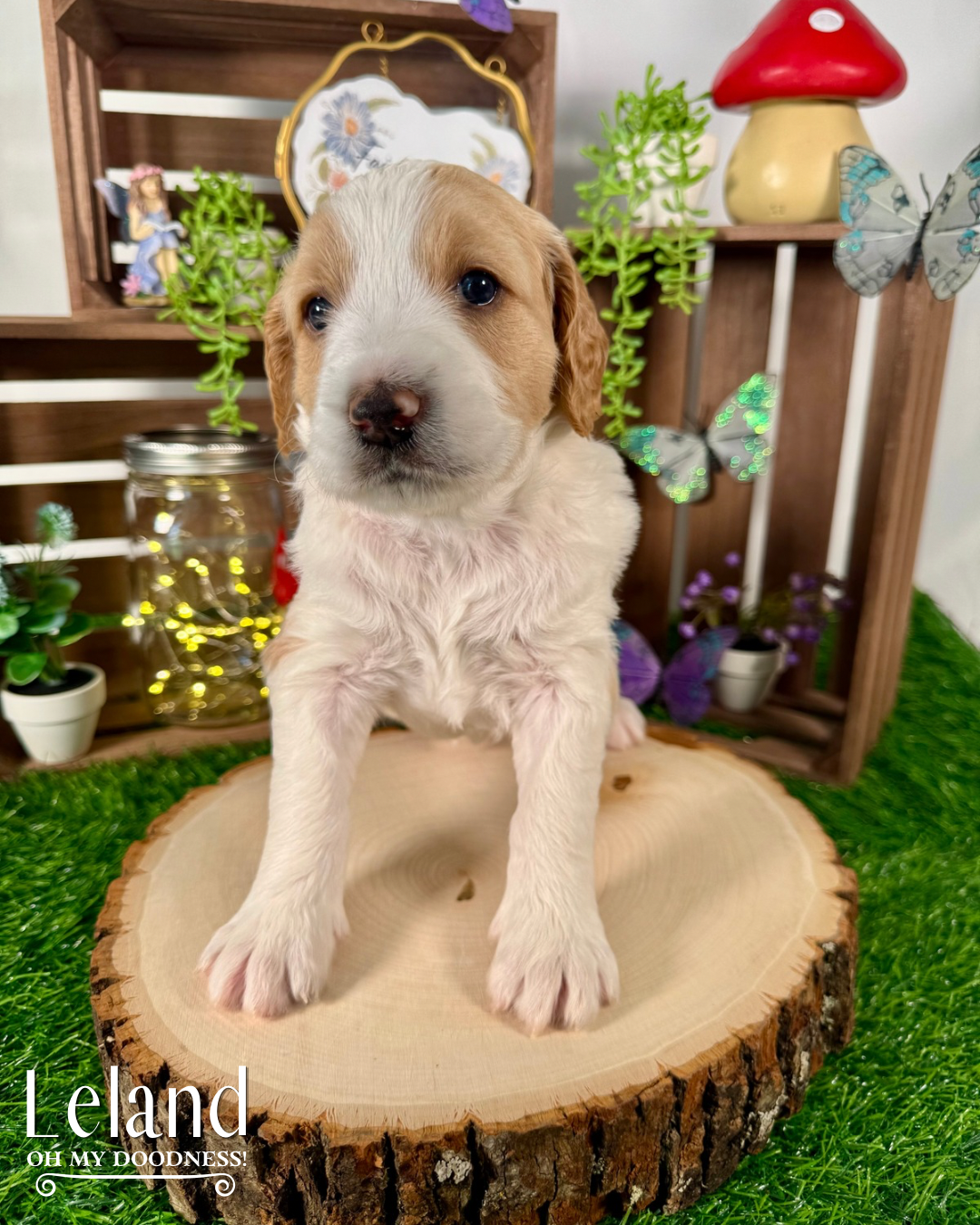 Red Parti Goldendoodle, Red Liver Nose Standard Goldendoodle, Red Medium Goldendoodle, Michigan Goldendoodle Breeder, Michigan Goldendoodle Puppy For Sale