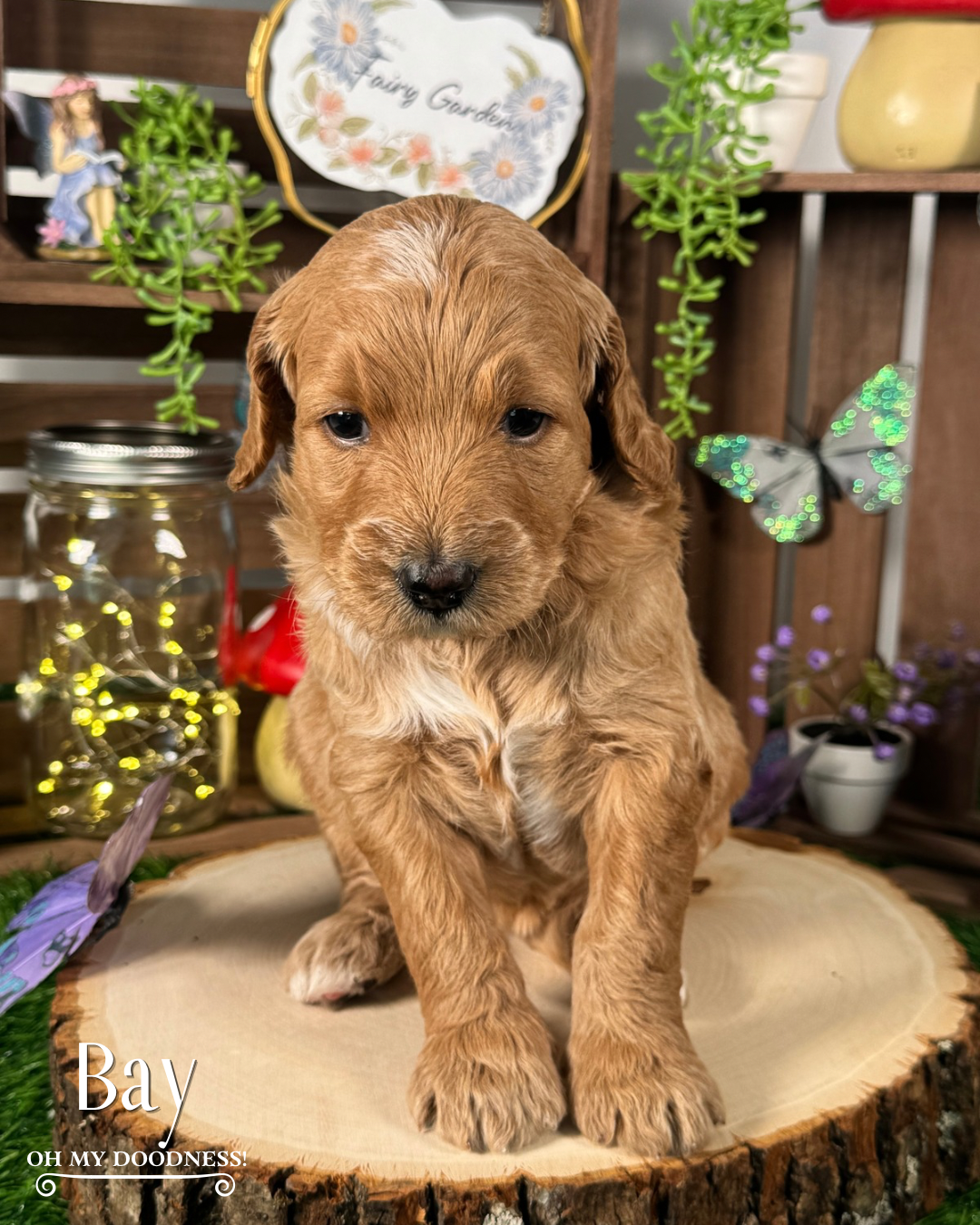 Red Apricot Standard Goldendoodle, Red Medium Goldendoodle, Michigan Goldendoodle Breeder, Michigan Goldendoodle Puppy For Sale