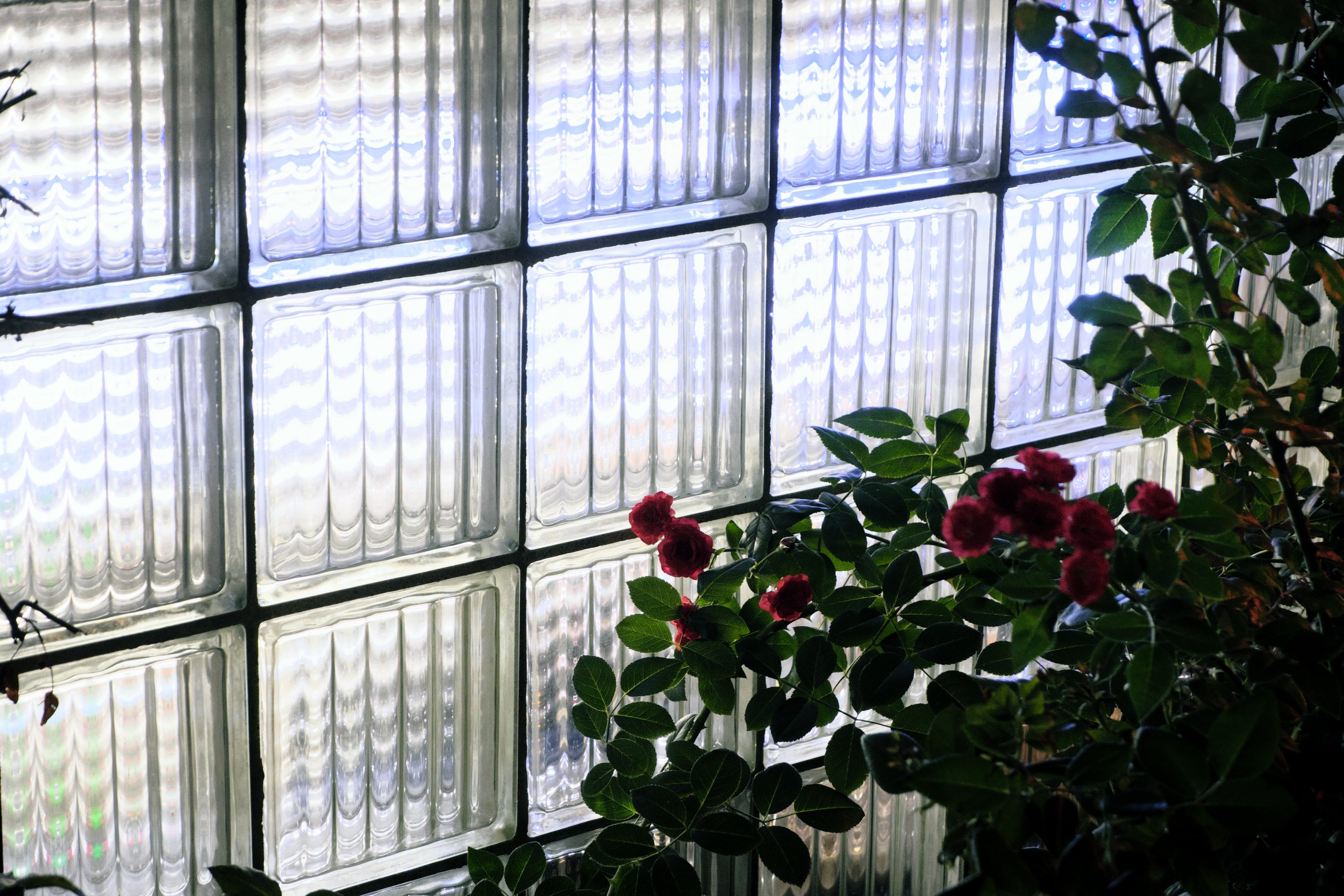 DSCF6771.jpg