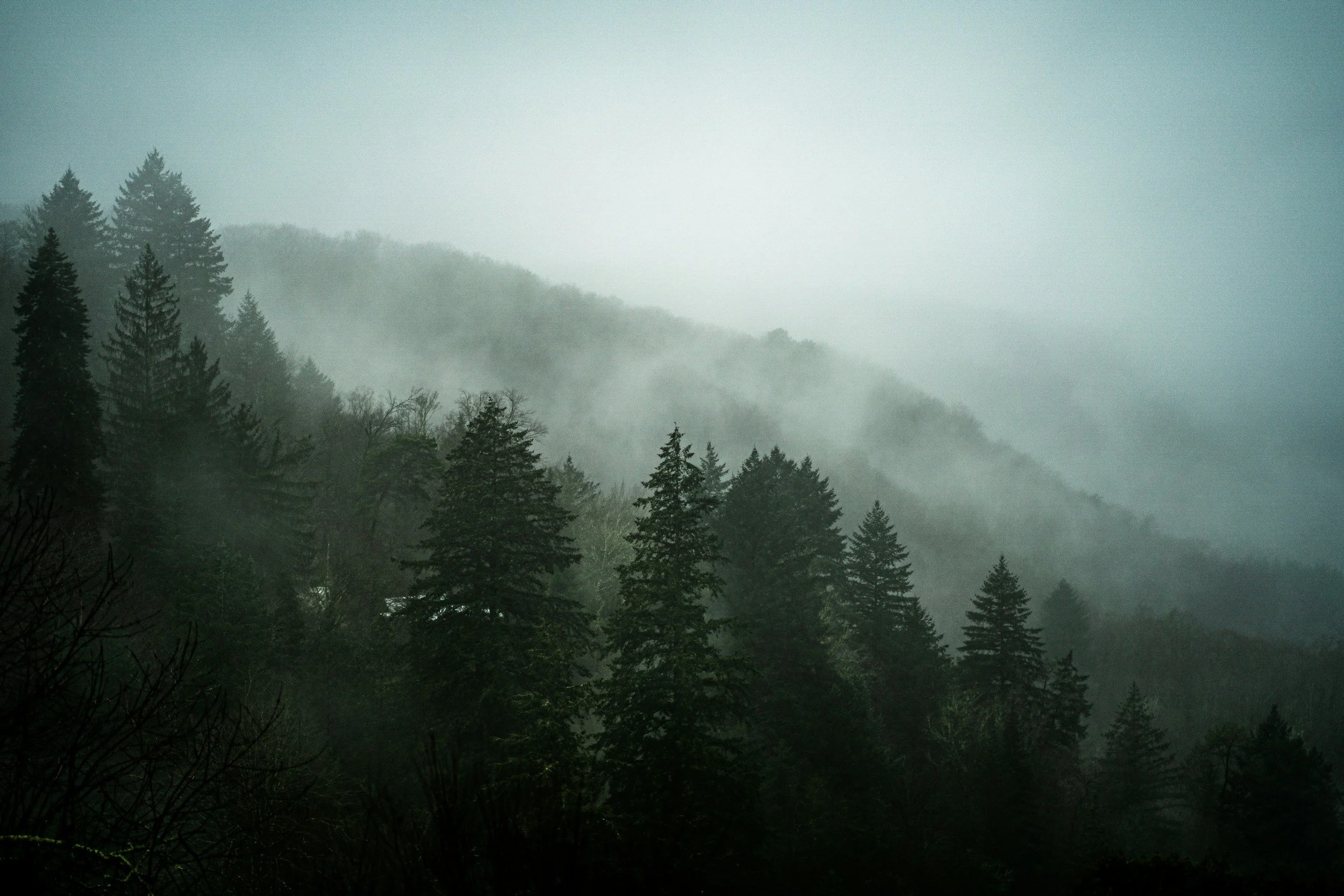 Misty forest with evergreen trees on a foggy hillside