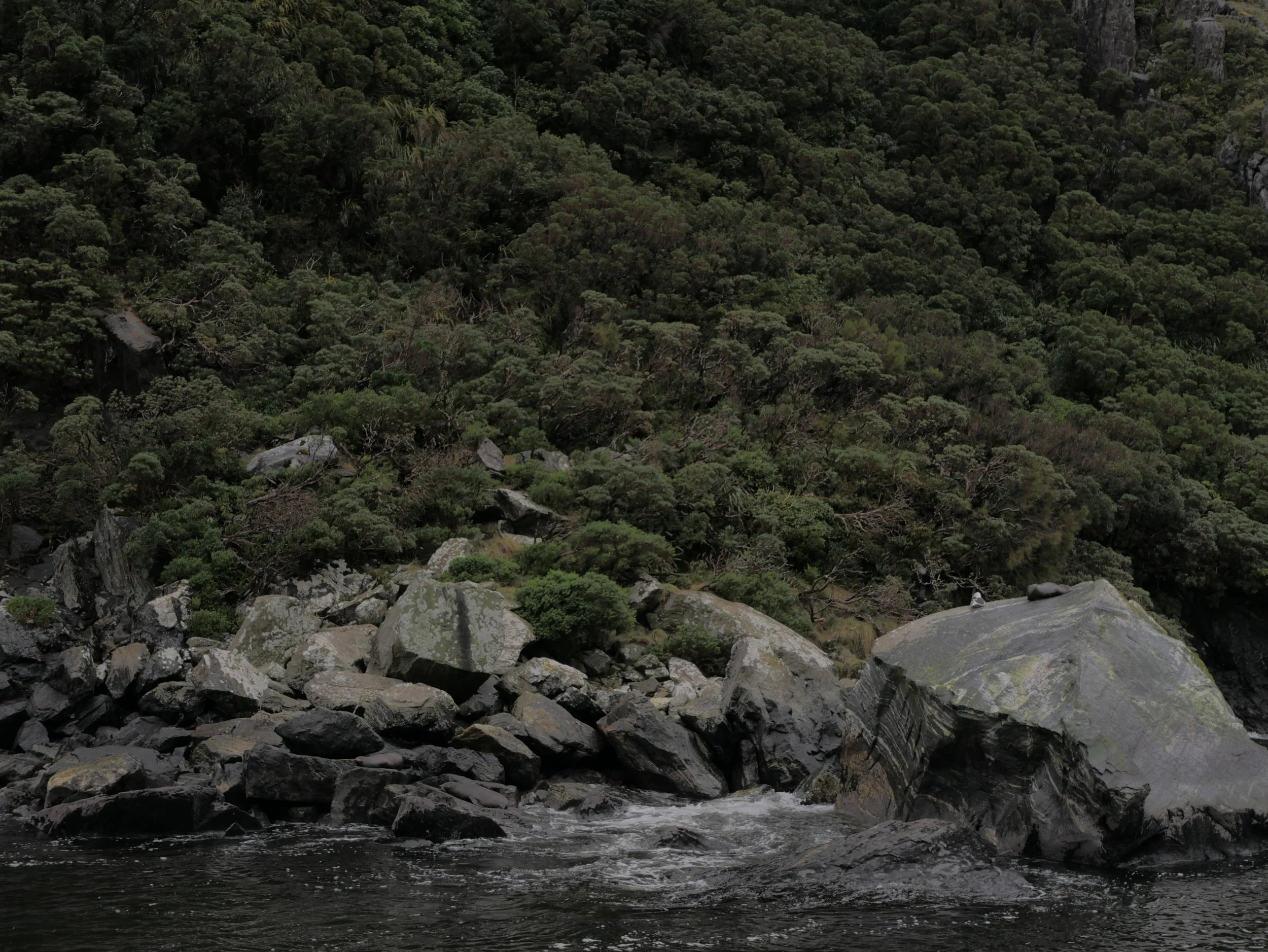 Forest and rocky shoreline with seals on a large rock.